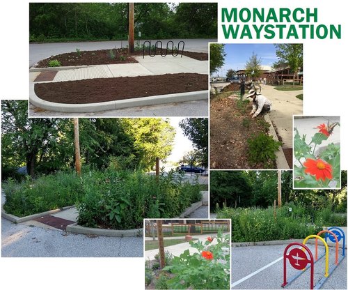 Picures of our Monarch Waystation