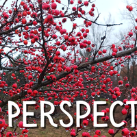 Perspectives header