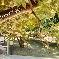 Perspectives header (13)
