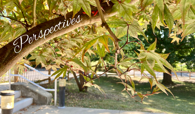 Perspectives header (13)