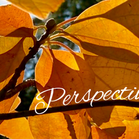 Perspectives header (14)