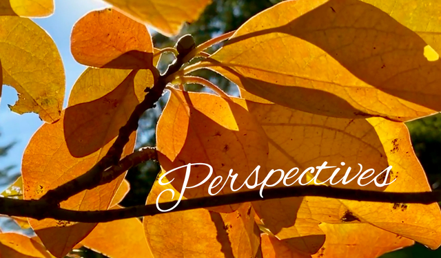 Perspectives header (14)