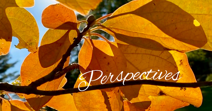 Perspectives header (14)