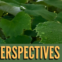 Perspectives header (19)