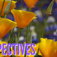 Perspectives April Header