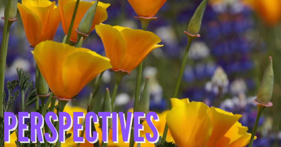 Perspectives April Header