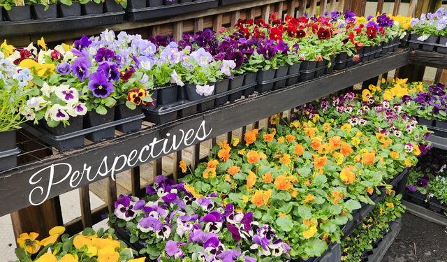 Perspectives header (26)