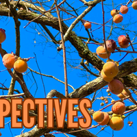 May Perspectives Header