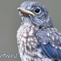 Perspectives header (5)