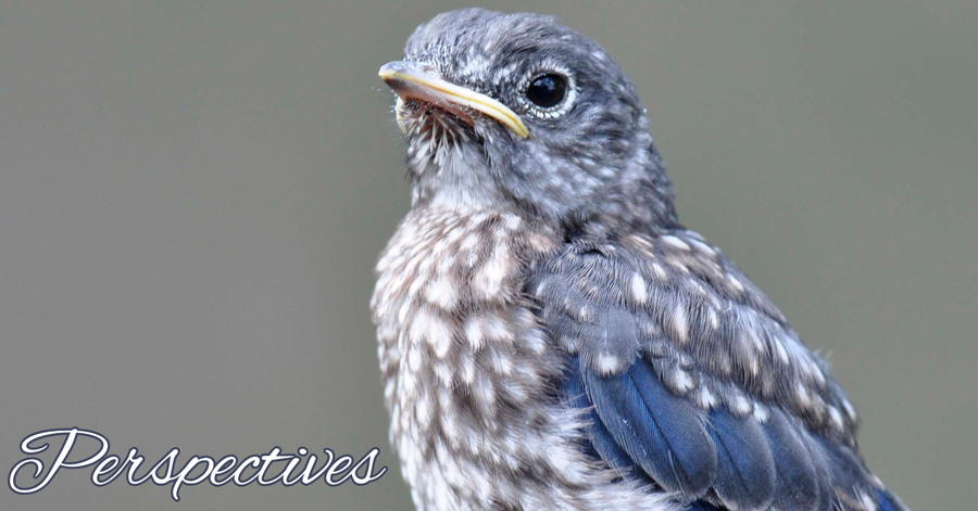 Perspectives header (5)