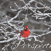 Perspectives header (6)