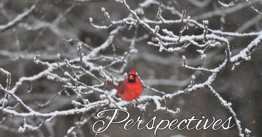 Perspectives header (6)
