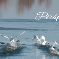 Perspectives header (8)