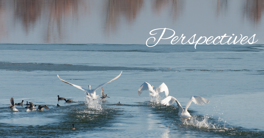 Perspectives header (8)