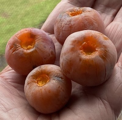 persimmons