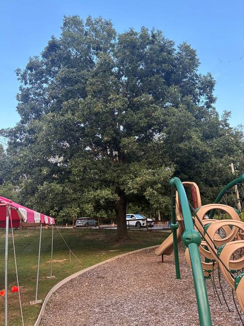 Courtyard Oak Tree