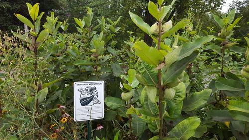 medium_monarch_garden_sign__1_