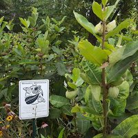 monarch garden small