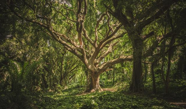 Religious Education Tree