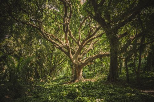 Religious Education Tree